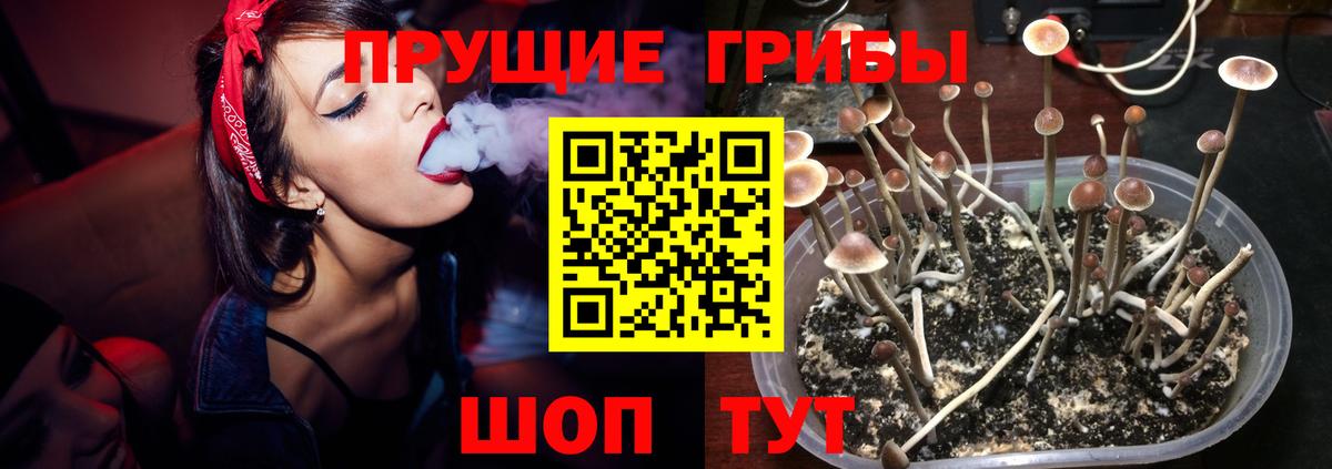 Вышний Волочёк  где продают наркотики  Вход с VPN  Псилоцибиновые грибы Psilocybe 